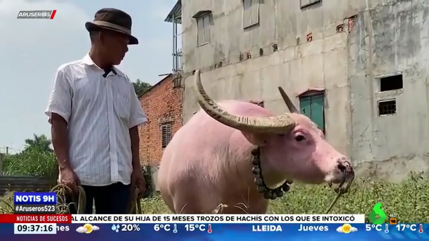 BUFALO ROSA BUFALO ROSA
