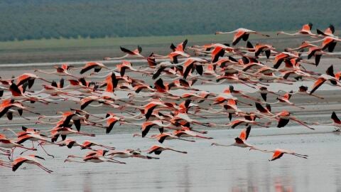Laguna de Fuente de Piedra