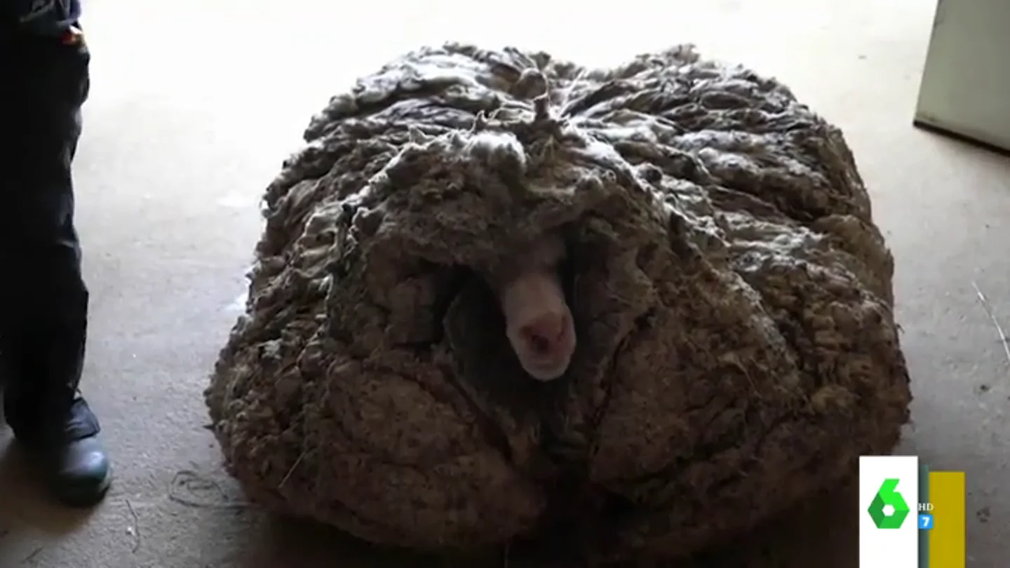 Baarack, la oveja que pasó cinco años sin esquilar Baarack, la oveja que pasó cinco años sin esquilar