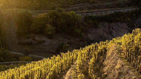 Viñedos en Tokaj