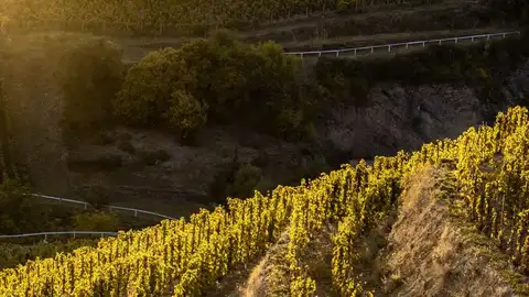 Viñedos en Tokaj Viñedos en Tokaj