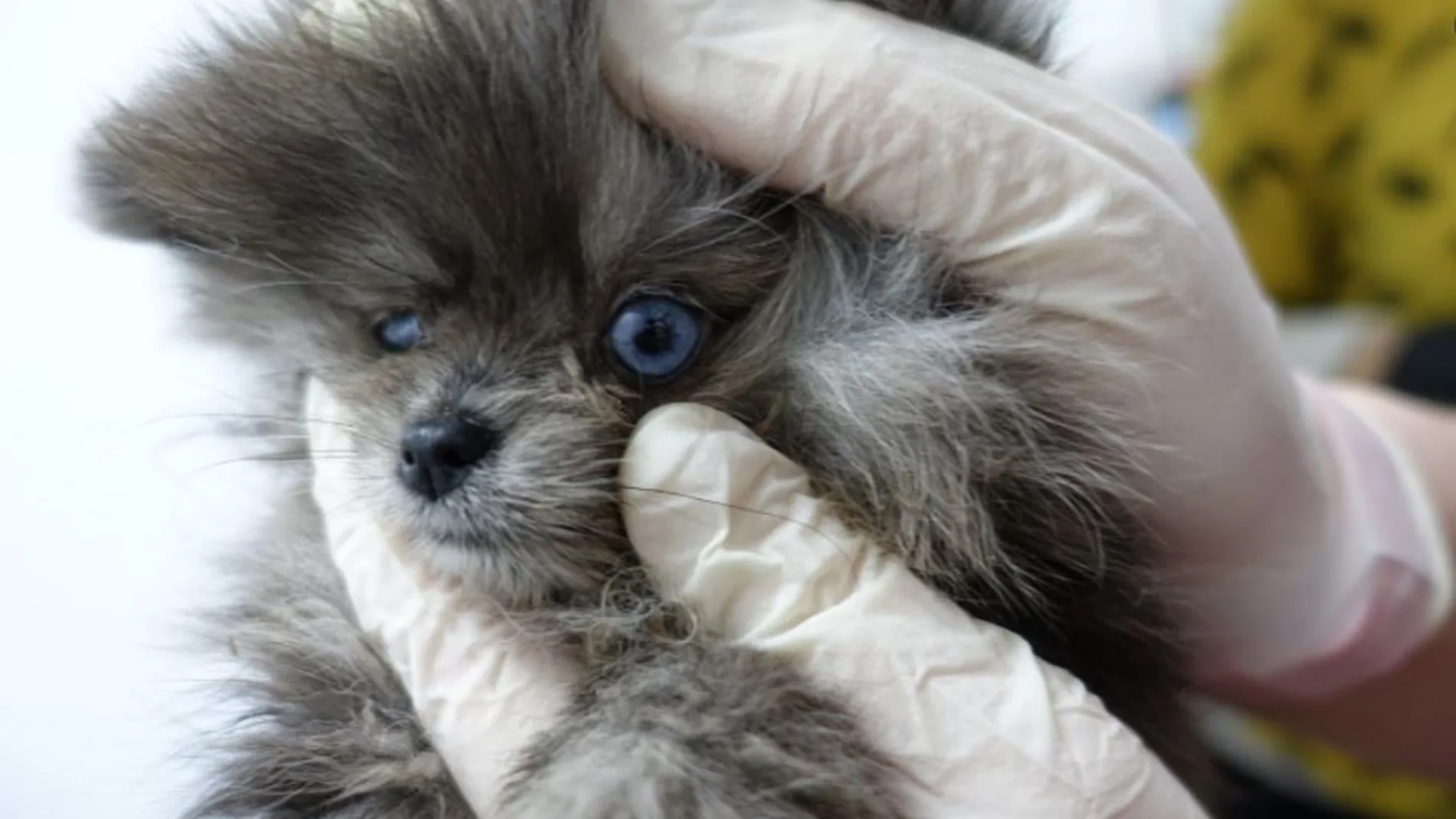 Encuentran cadáveres de cachorros de perro en el congelador y animales enfermos en una tienda de Barcelona