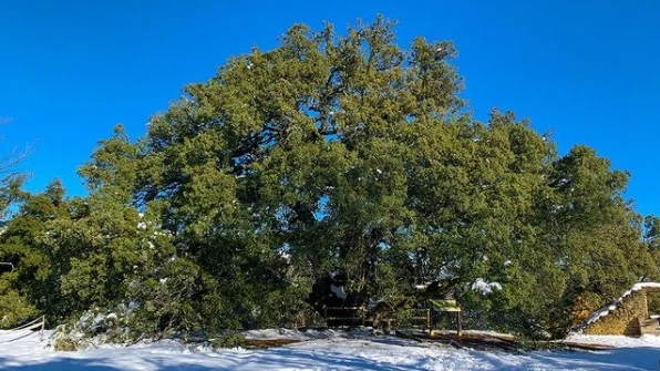 Imagen de la carrasca de Lecina