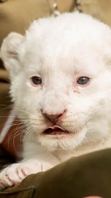 The White King, el primer cachorro de león blanco nacido en España sin enfermedades congénitas The White King, el primer cachorro de león blanco nacido en España sin enfermedades congénitas