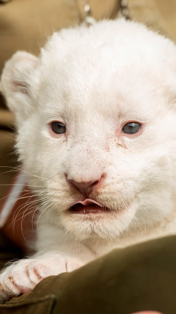 The White King, el primer cachorro de león blanco nacido en España sin enfermedades congénitas