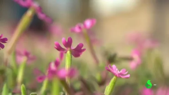Especies milenarias en peligro de extinción, salvadas en un semillero de el Parador de El Saler, en Valencia Especies milenarias en peligro de extinción, salvadas en un semillero de el Parador de El Saler, en Valencia
