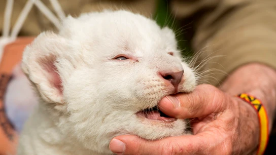 The White King, el primer cachorro de león blanco nacido en España sin enfermedades congénitas The White King, el primer cachorro de león blanco nacido en España sin enfermedades congénitas