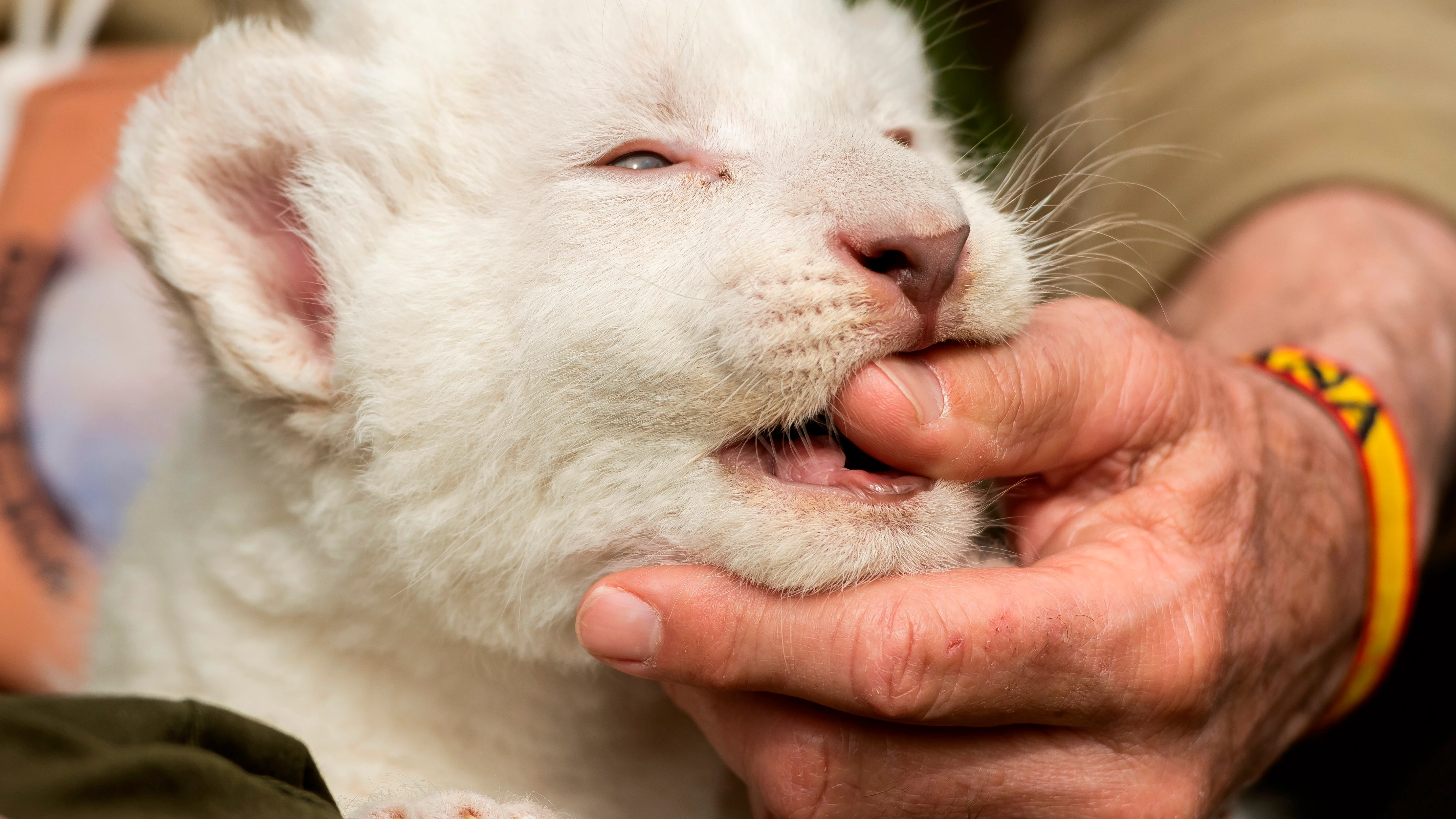 The White King, el primer cachorro de león blanco nacido en España sin enfermedades congénitas