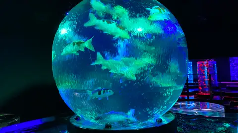 Art Aquarium Art Aquarium