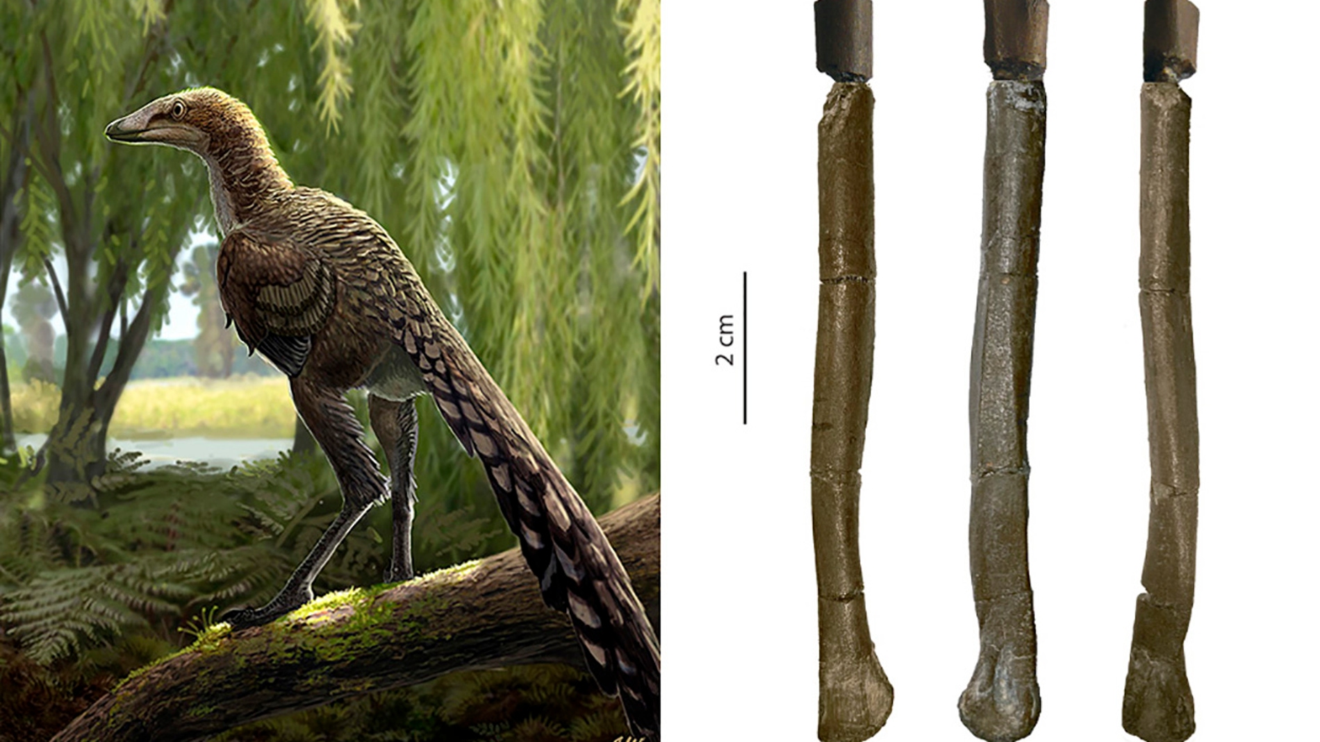 Nuevo dinosaurio