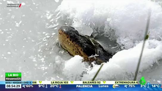 CAIMAN CONGELADO CAIMAN CONGELADO