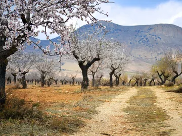 Almendros en flor Almendros en flor