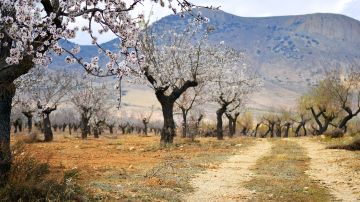 Almendros en flor