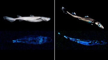 Imagen del  tiburón luminoso "más grande del mundo que se conoce hasta la fecha"