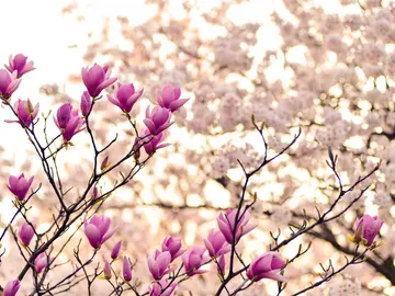 Primavera Primavera