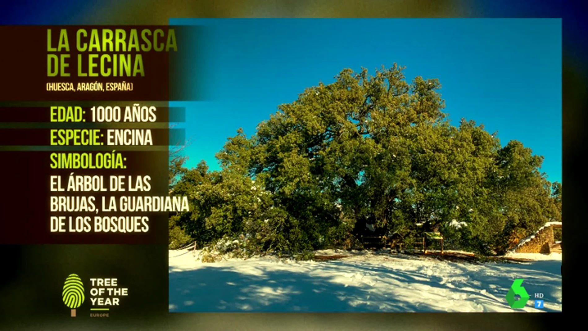 La carrasca de Lecina, en Huesca, gana el "Eurovisión de los árboles"