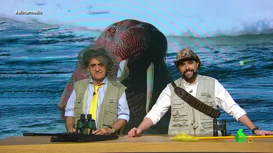 La morsa que se durmió sobre un iceberg y despertó a miles de kilómetros: "Se pegó una siesta de campeonato" La morsa que se durmió sobre un iceberg y despertó a miles de kilómetros: "Se pegó una siesta de campeonato"
