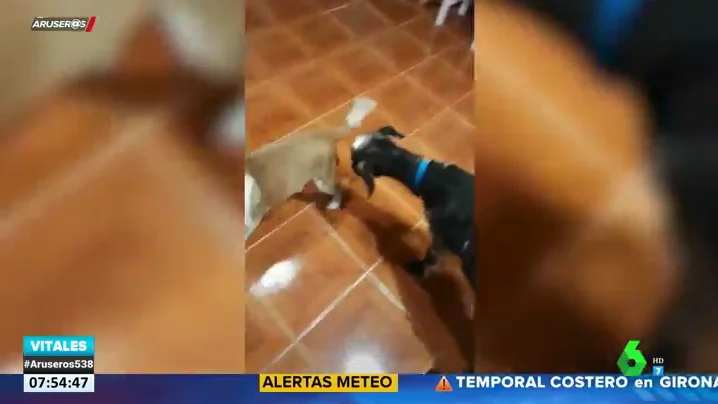 Así es Vilma, la cabra que no soporta a los perros y siempre intenta atacarlos