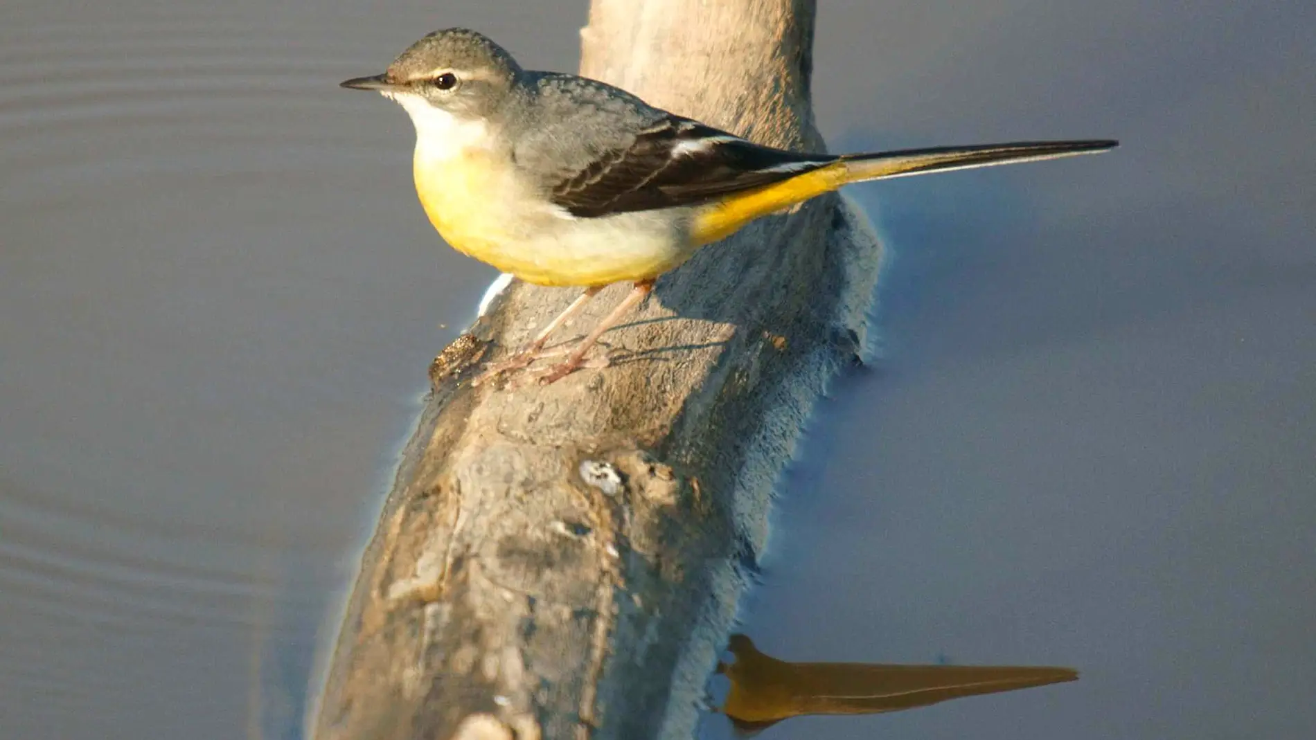 La dieta especializada de peces y aves acuaticas los hace vulnerables ante la degradacion de los rios