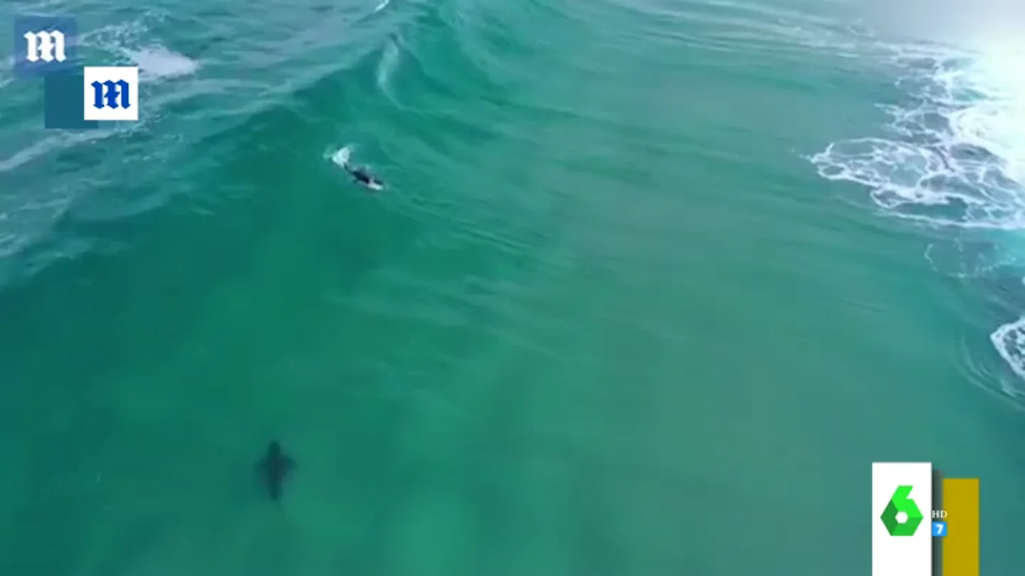 Las impactantes imágenes del acecho de un tiburón blanco a un surfista que dejan "con el corazón en un puño" Las impactantes imágenes del acecho de un tiburón blanco a un surfista que dejan "con el corazón en un puño"
