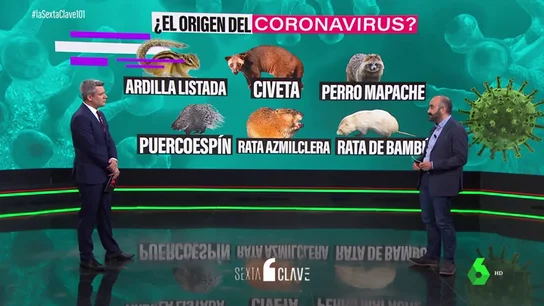 Del puercospín al tejón: los animales que podrían haber sido el puente del coronavirus del murciélago al ser humano Del puercospín al tejón: los animales que podrían haber sido el puente del coronavirus del murciélago al ser humano