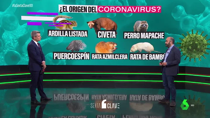 Del puercospín al tejón: los animales que podrían haber sido el puente del coronavirus del murciélago al ser humano