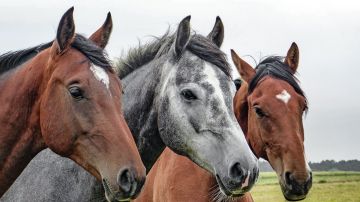 Imagen de archivo de varios caballos.