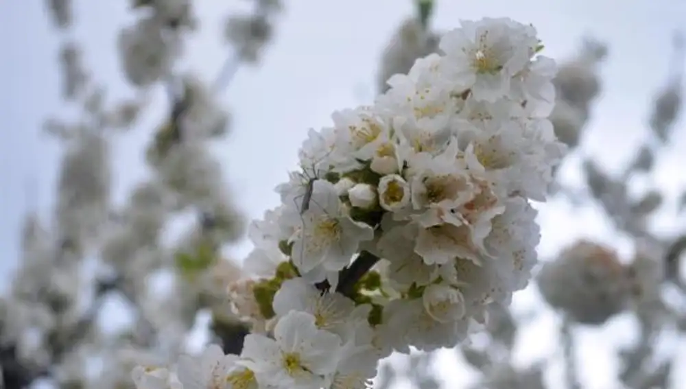 Imagen de un cerezo en flor en el Valle del Jerte