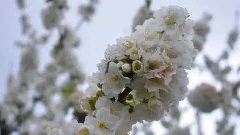 Imagen de un cerezo en flor en el Valle del Jerte Imagen de un cerezo en flor en el Valle del Jerte