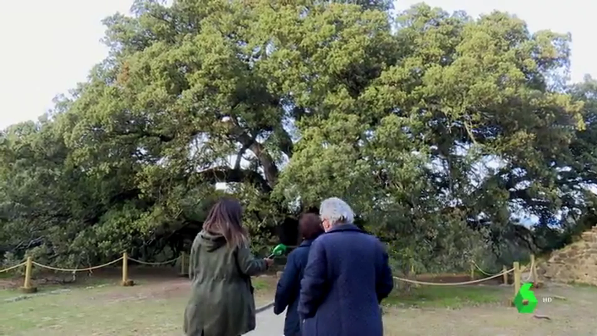 Lecina, la historia del pueblo de 13 habitantes con el árbol europeo del año