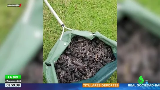 Las espeluznantes imágenes de las plagas de ratones que azotan a Australia Las espeluznantes imágenes de las plagas de ratones que azotan a Australia