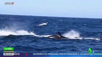 Decenas de orcas devoran a una ballena azul en aguas australianas