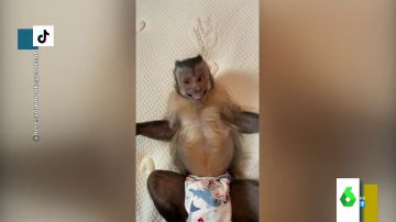 George, el mono que arrasa en TikTok abriendo regalos, haciéndose fotos y explotando granos a su dueño