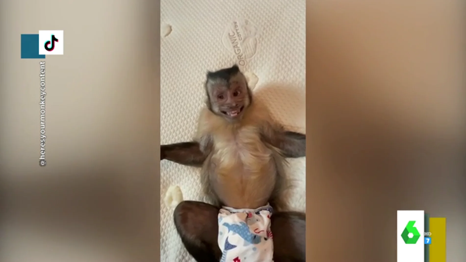 George, el mono que arrasa en TikTok abriendo regalos, haciéndose fotos y explotando granos a su dueño