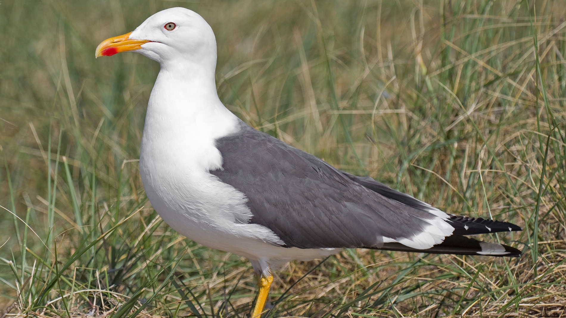 Las gaviotas pueden dispersar malas hierbas a grandes distancias y entre distintos habitats