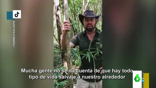 ¿Serías capaz de encontrar al gecko? El juego visual que fascina a los zapeadores ¿Serías capaz de encontrar al gecko? El juego visual que fascina a los zapeadores