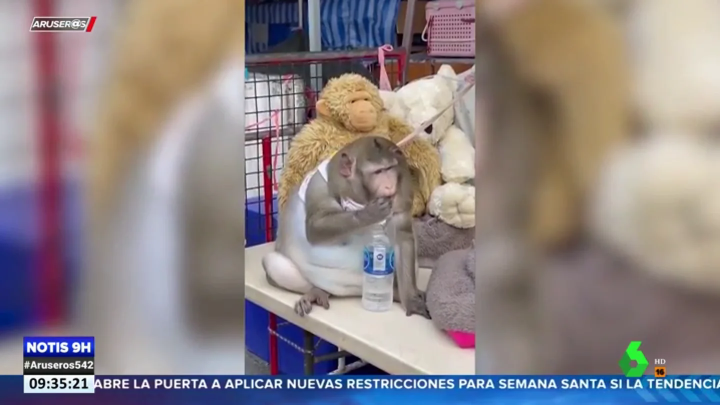 Un mercado de Tailandia encadena a un mono obeso para que la gente lo siga alimentando Un mercado de Tailandia encadena a un mono obeso para que la gente lo siga alimentando