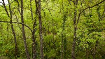 La capacidad de los suelos forestales para almacenar carbono esta sobreestimada