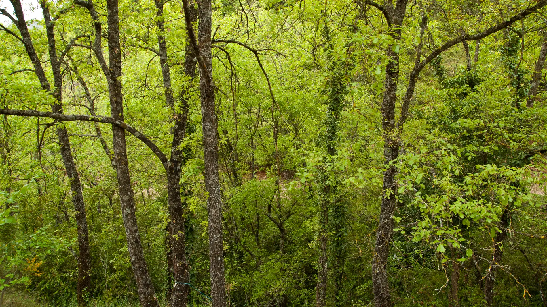 La capacidad de los suelos forestales para almacenar carbono esta sobreestimada