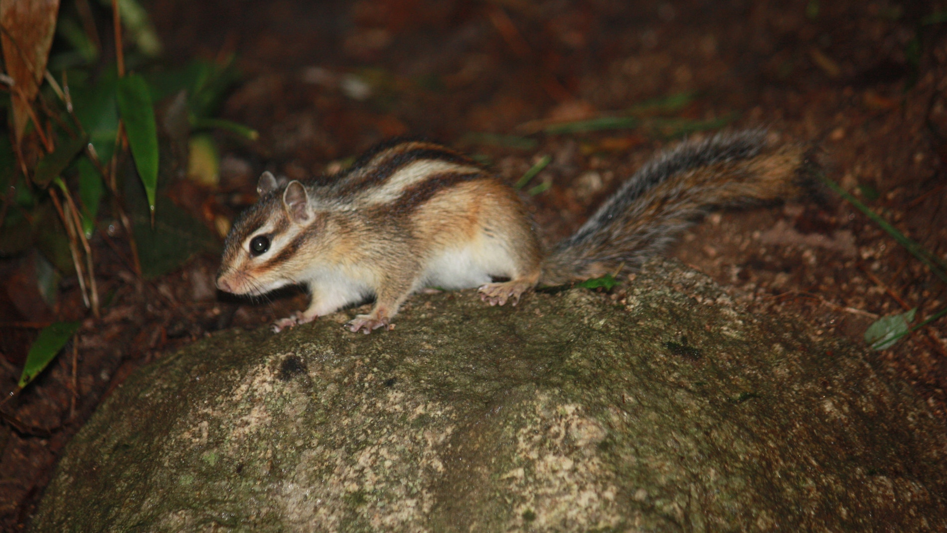 Ardilla coreana