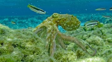Estos pulpos poseen dos estados de sueno similares al de los humanos