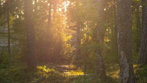 Bosques
