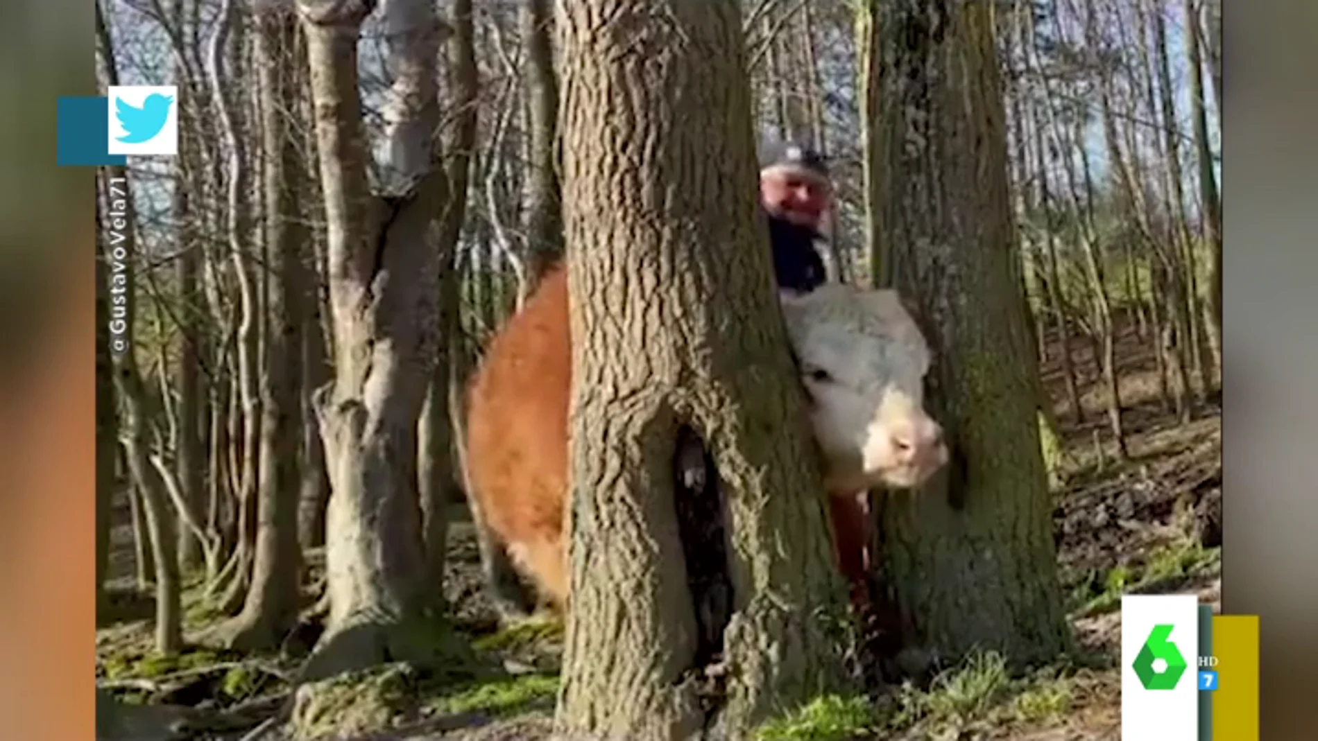 El agónico rescate de una vaca con la cabeza encajada entre dos árboles