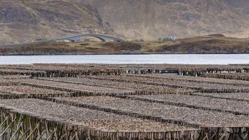 Bacalao. Noruega