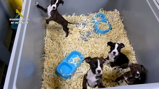 Detenidos cinco miembros de una red que vendía cachorros de perro enfermos en Toledo Detenidos cinco miembros de una red que vendía cachorros de perro enfermos en Toledo