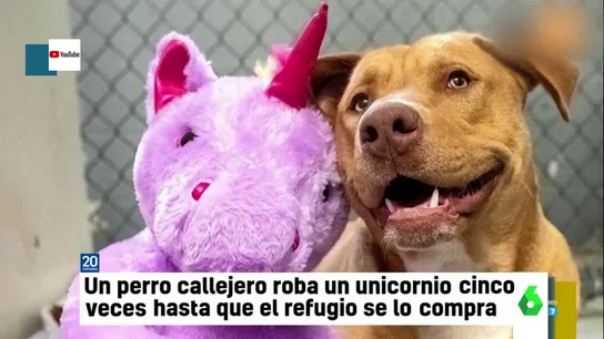 Un perro callejero roba cinco veces un peluche de unicornio hasta que consigue que un refugio se lo compre Un perro callejero roba cinco veces un peluche de unicornio hasta que consigue que un refugio se lo compre