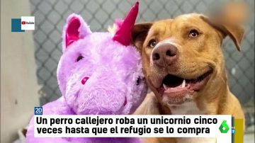  Un perro callejero roba cinco veces un peluche de unicornio hasta que consigue que un refugio se lo compre