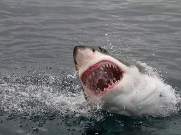 Ataque de tiburón Ataque de tiburón