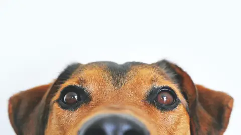 No es sexo: esto es lo que significa que tu perro monte insistentemente tu pierna No es sexo: esto es lo que significa que tu perro monte insistentemente tu pierna