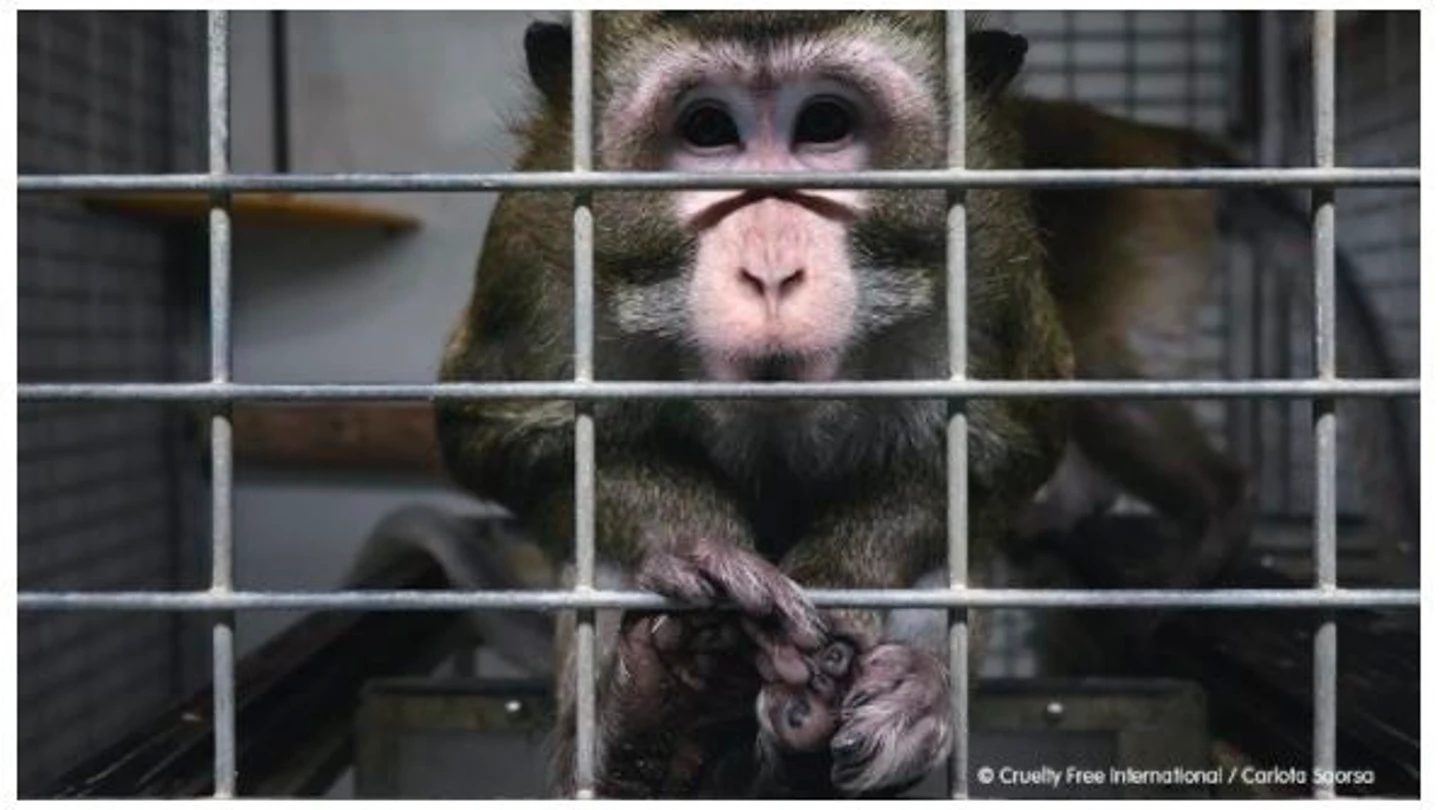 Imagen de unos de los animales del laboratorio cedida por la ONG Cruelty Free International y Carlota Saorsa Crueldad animal